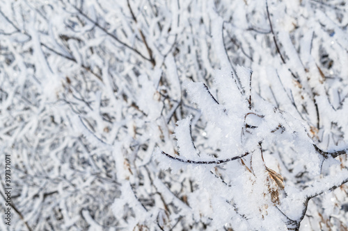 Christmas background. A tree branch covered with white snow.