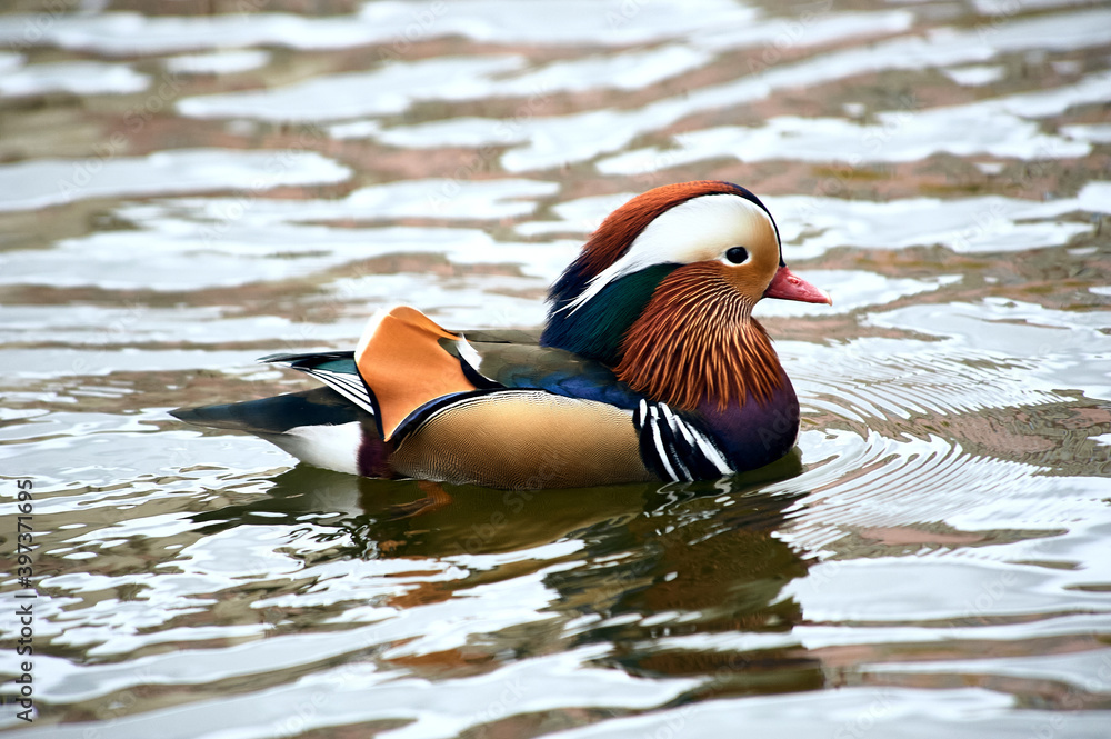 Mandarin duck swimming in a pond Mandarin duck swimming in a pond