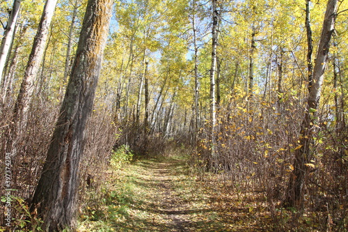 September Day, Elk Island National Park, Alberta