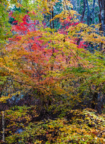 무등산 국립공원 둘레길의 가을 풍경