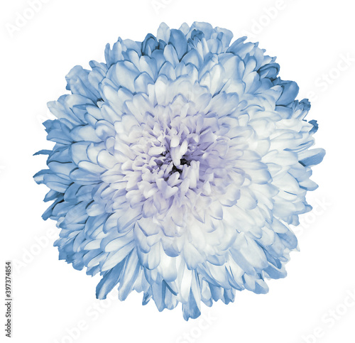 White-blue chrysanthemum flower. White isolated background with clipping path. Closeup no shadows. For design. Nature.