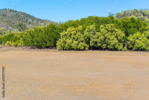 マグネティック島のマングローブ
