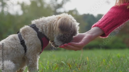 Friendly shih tzu dog in red breast collar eats treats from woman hand on grass in park closeup. Teaching pet concept photo