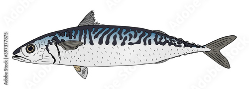Mackerel fish hand drawn, isolated on white background. Colorful atlantic fish. Vector illustration