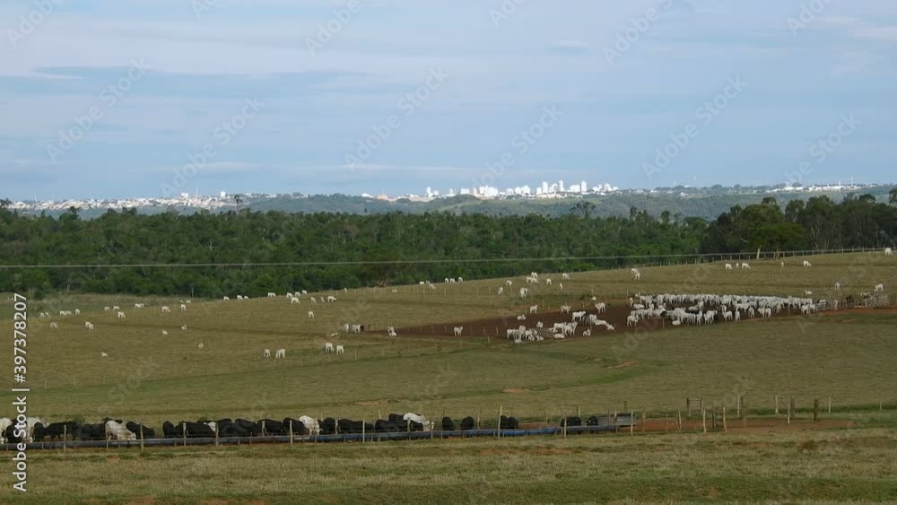 A group of angus cattle in confinement in Brazil A group of angus cattle in confinement in Brazil