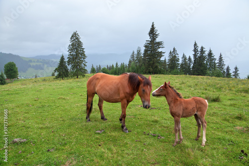 Horse and foal on mountain pasture with spruce trees near the village of Verkhovyna. Ukraine, Carpathians.