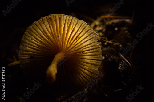 The mushroom cap glows in the dark. Hallucinogenic mushroom, close-up photo. A mushroom containing psilocybin.