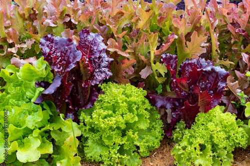 Red, orange and green lettuce leaves in the garden bed.