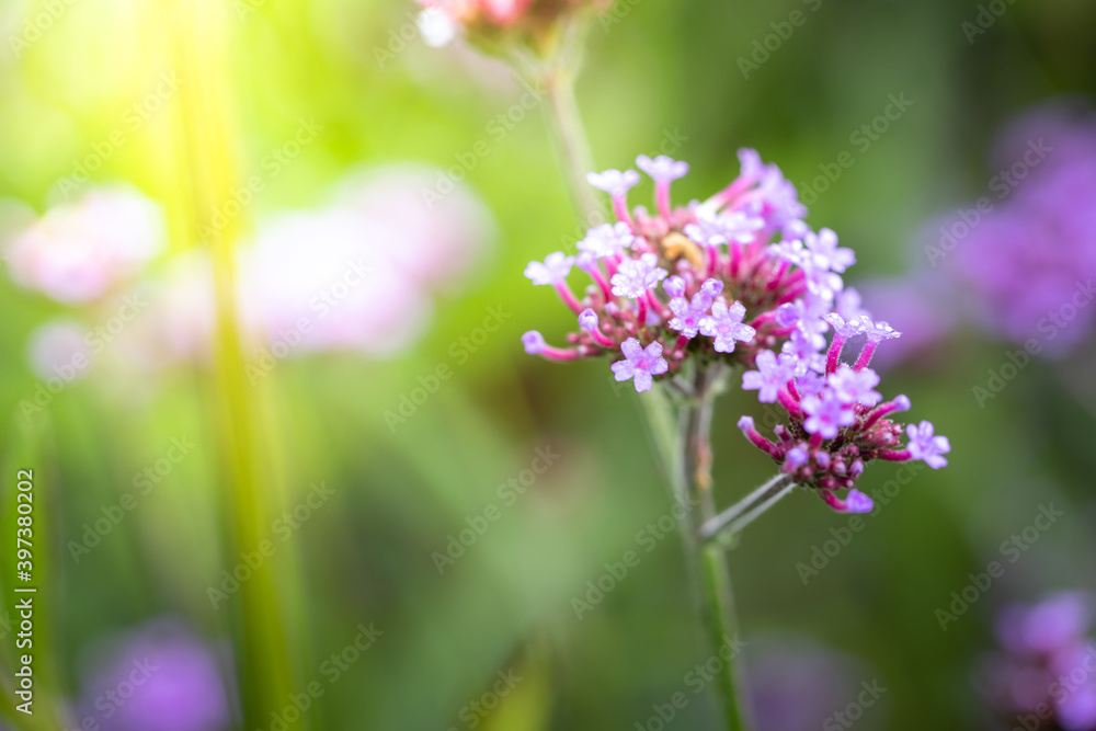 The background image of the colorful flowers The background image of the colorful flowers
