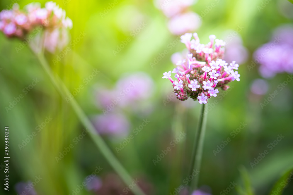 The background image of the colorful flowers