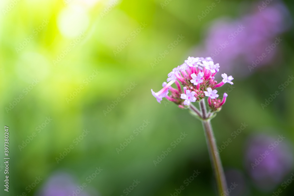 The background image of the colorful flowers The background image of the colorful flowers