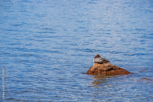 Goosander bird rest on a rock in the water