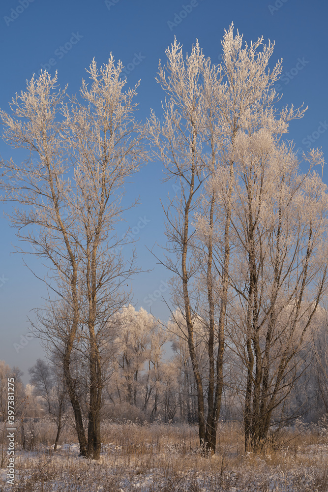 Breath of winter, first ice on the lake, dawn on a frosty morning with frost on the grass, close-up of frost, patterns on the first ice. Breath of winter, first ice on the lake, dawn on a frosty morning with frost on the grass, close-up of frost, patterns on the first ice.