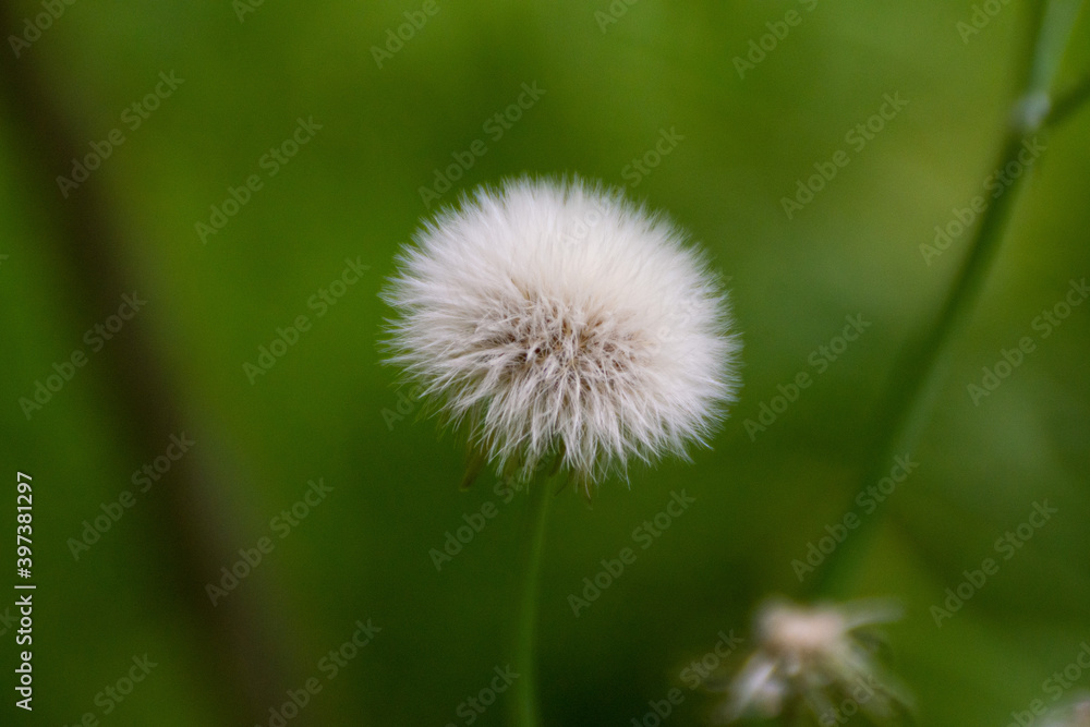 Obraz premium タンポポの種