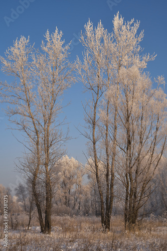 Breath of winter, first ice on the lake, dawn on a frosty morning with frost on the grass, close-up of frost, patterns on the first ice.