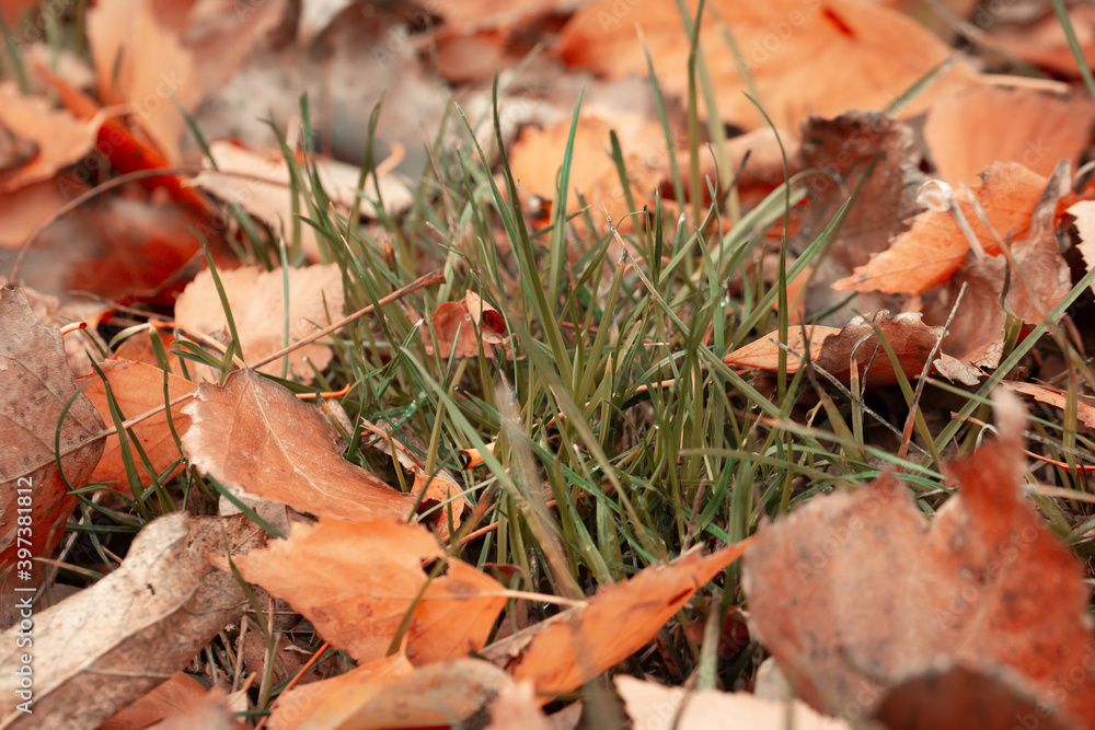 Autumn light background of leaves Autumn light background of leaves