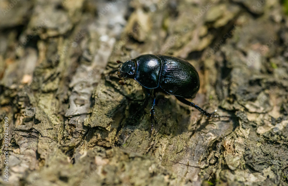 dor beetle (Anoplotrupes stercorosus) on tree bark dor beetle (Anoplotrupes stercorosus) on tree bark
