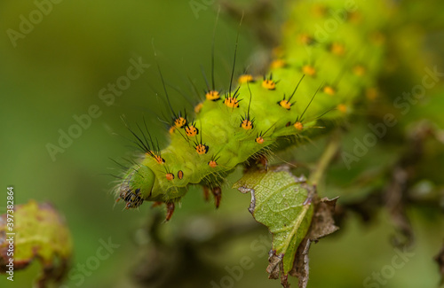 caterpillar of small emperor moth (Saturnia pavonia) © Petr