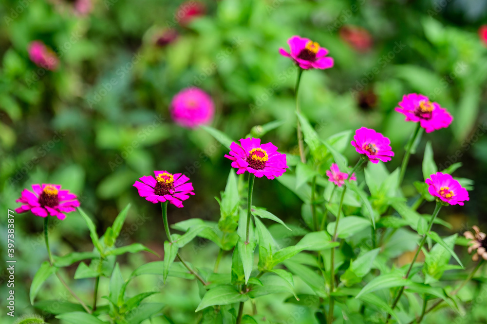 Close up of many beautiful large pink magenta zinnia flowers in full bloom on blurred green background, photographed with soft focus in a garden in a sunny summer day. Close up of many beautiful large pink magenta zinnia flowers in full bloom on blurred green background, photographed with soft focus in a garden in a sunny summer day.