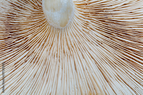 Detail of the slices of a mushroom.