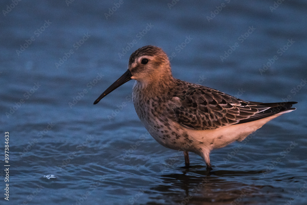 Dunlin, Calidris alpina, in a simple dress on the beach of the Baltic Sea on Oland Sweden Dunlin, Calidris alpina, in a simple dress on the beach of the Baltic Sea on Oland Sweden