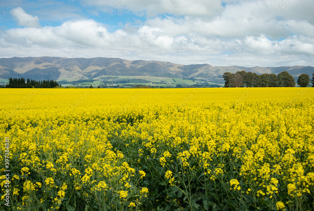 Field of bright yellow canola flowers and rolling mountain ranges in the background under a cloudy sky