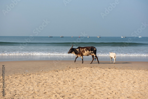 Goa, India- 11 November 2020, Cow with baby cow calf walking on the Baga beach in Goa India 
