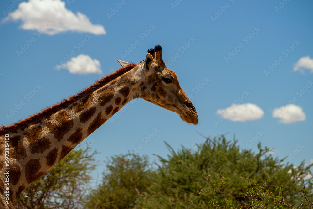 Wild african life. A large common South African giraffe on the summer blue sky. Wild african life. A large common South African giraffe on the summer blue sky.