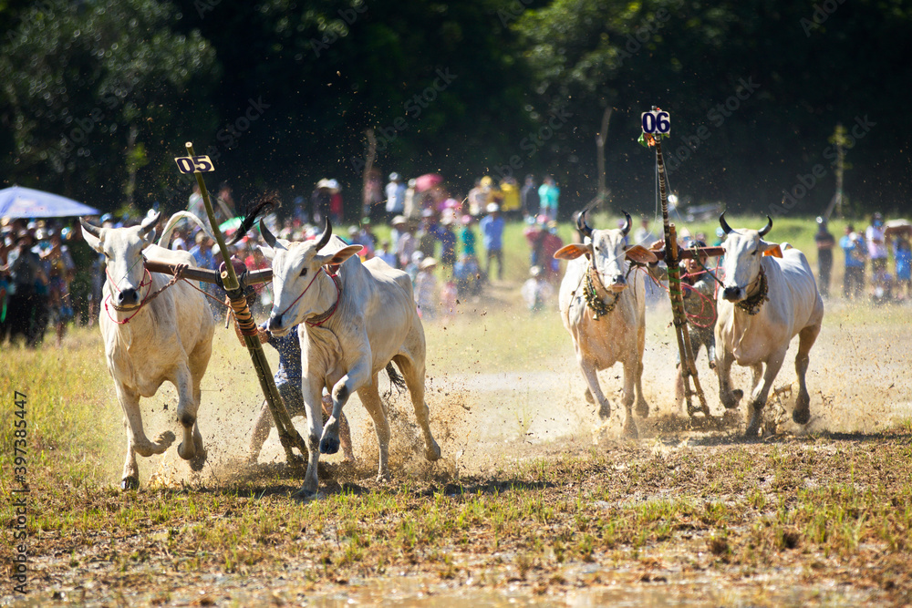 AN GIANG, VIETNAM - NOVEMBER 28, 2020: Racing oxen speeding toward destination at an ox racing festival.