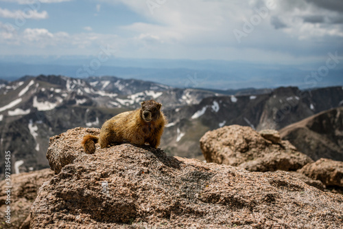 Whiz stands on top of Longs peak in rocky mountain national park in america