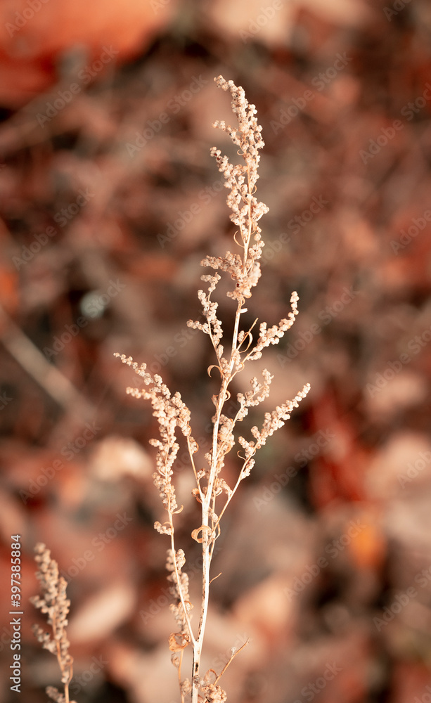 Naklejka premium A lone plant on a blurry background. Light autumn background of coffee tinting