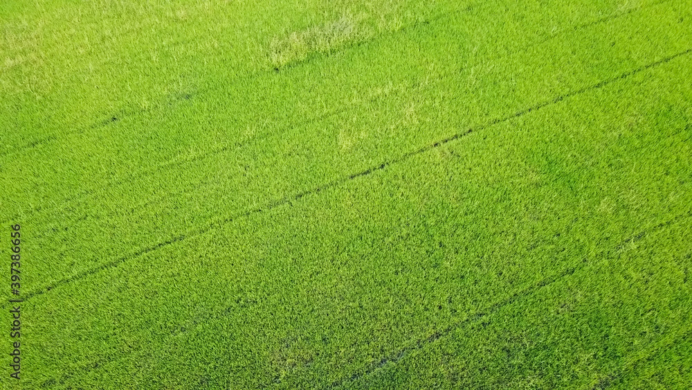 Aerial view of beautiful rice fields in Thailand. Aerial view of beautiful rice fields in Thailand.