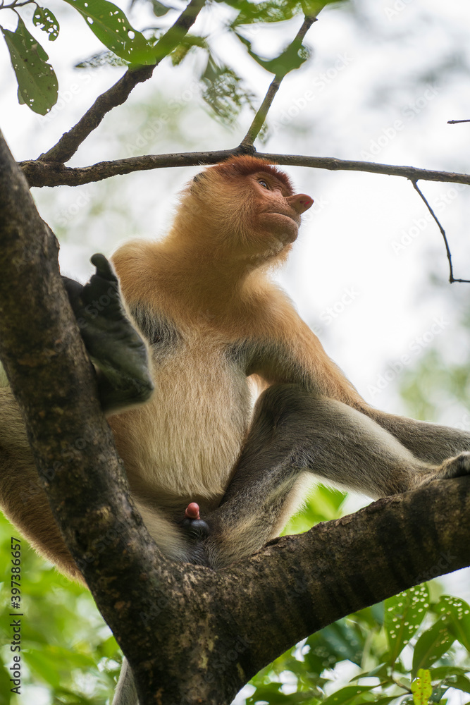 Fototapeta premium Family of wild Proboscis monkey or Nasalis larvatus, in the rainforest of island Borneo, Malaysia, close up