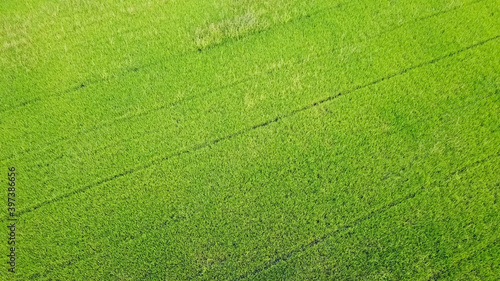 Aerial view of beautiful rice fields in Thailand.