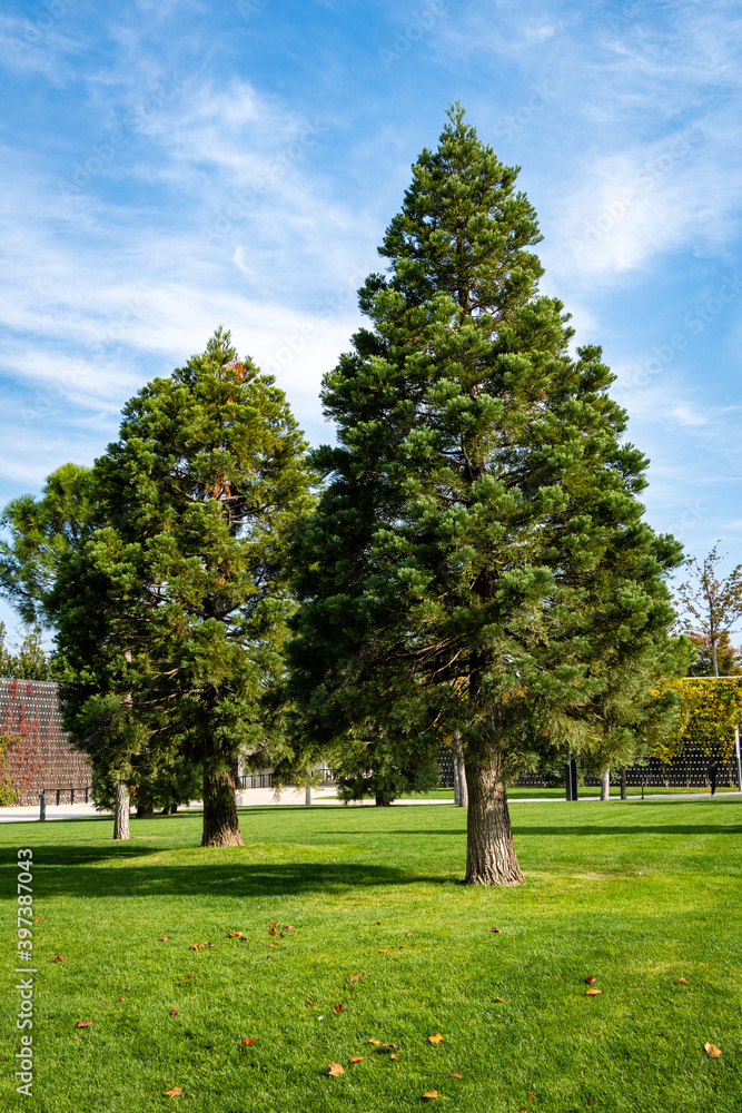 Giant sequoiadendron (Giant sequoia or giant sequoia) in city park of Krasnodar. Close-up. Three young trees Giant sequoiadendron grow on green lawn of Galician Square. Sunny Autumn 2020