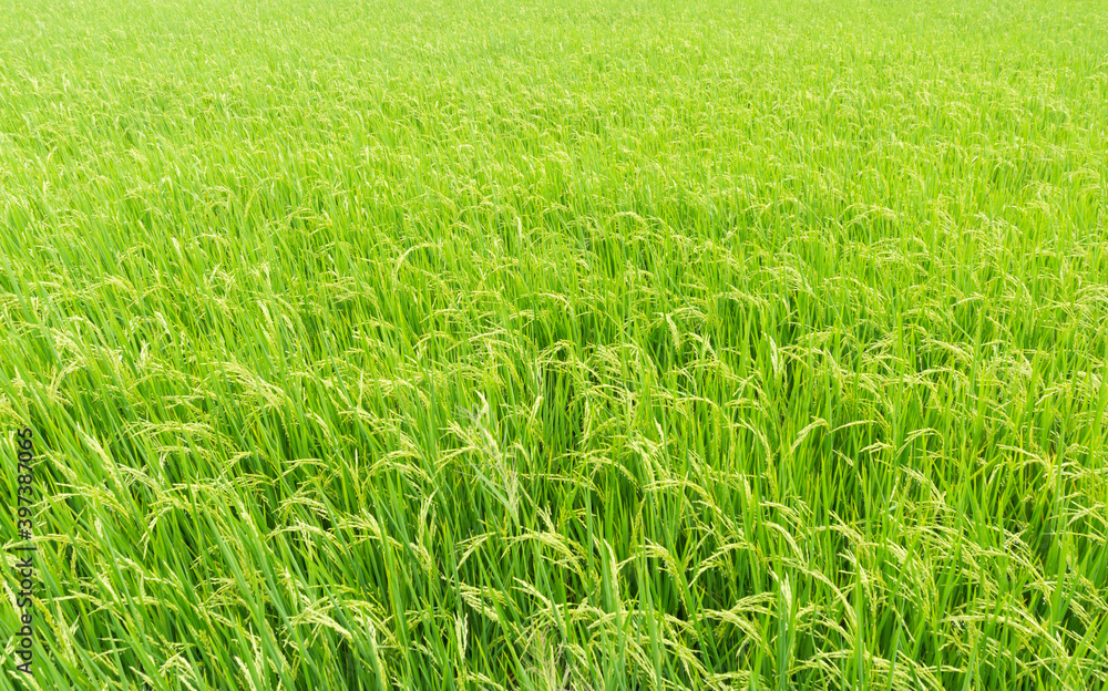 Beautiful Organic green paddy field in Thailand. Beautiful Organic green paddy field in Thailand.