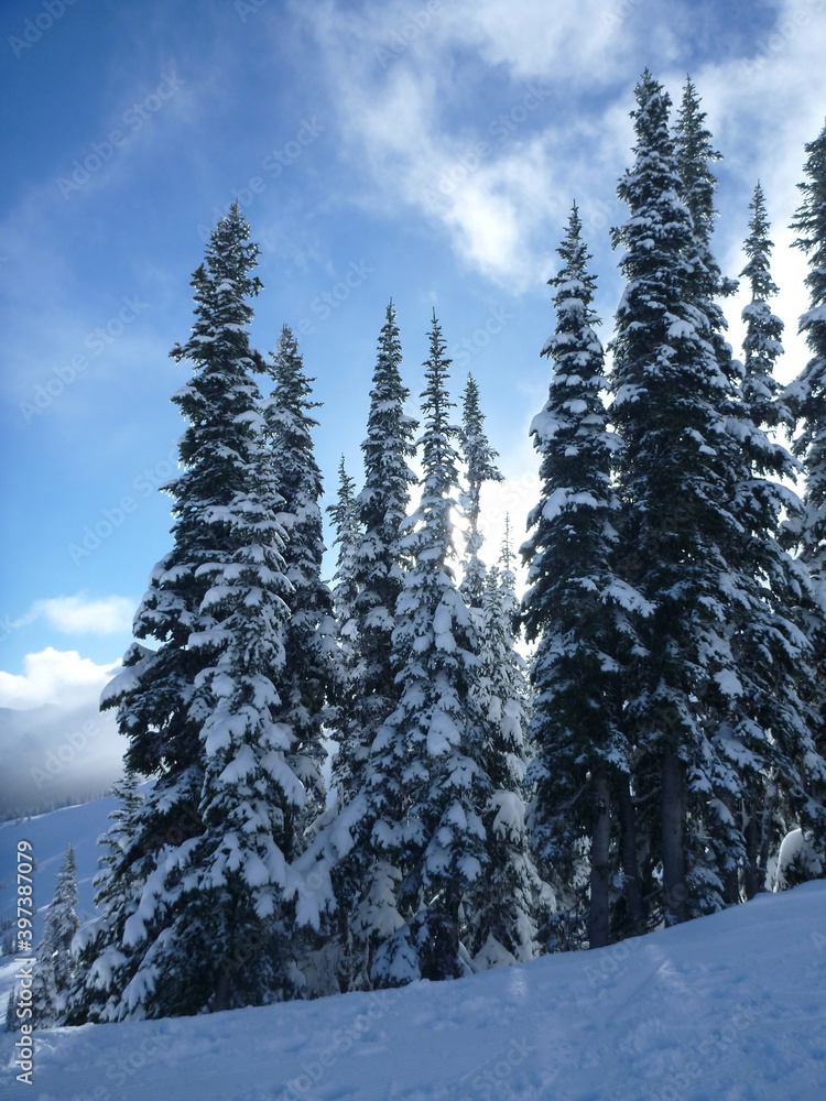 Vertical view of snow covered pine trees on the side of a slope at a ski resort