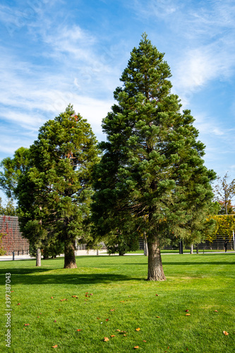 Giant sequoiadendron (Giant sequoia or giant sequoia) in city park of Krasnodar. Close-up. Three young trees Giant sequoiadendron grow on green lawn of Galician Square. Sunny Autumn 2020 photo