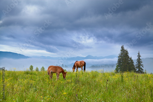 Horse and foal grazing on mountain pasture, dramatic sky, spruce and mountain in deep fog. Ukraine, carpathians