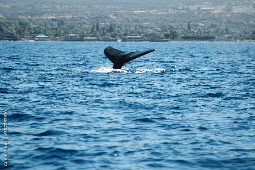 Fototapeta premium a whale tail fin in the water