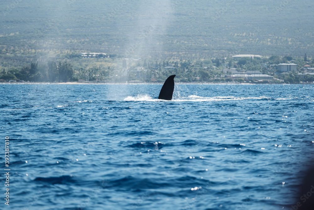 Fototapeta premium a whale tail out of the water