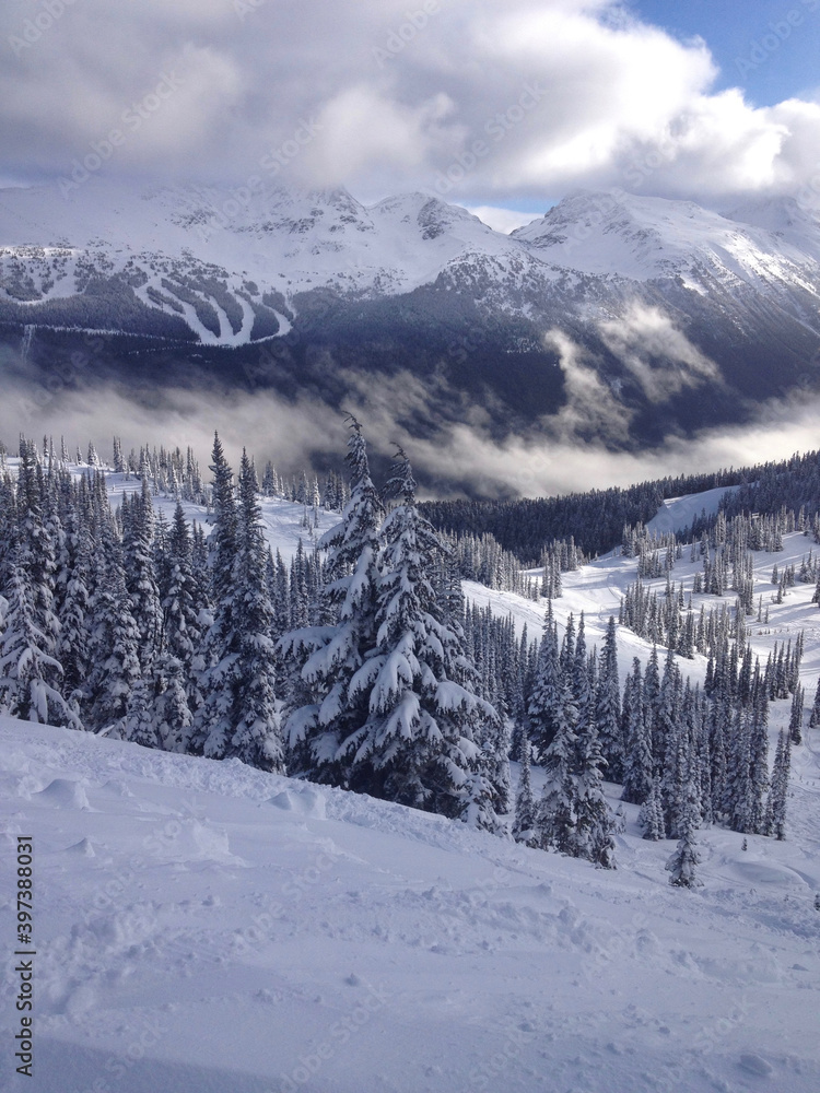 Scenic winter vertical view of the snow capped mountains and trees at whistler ski resort