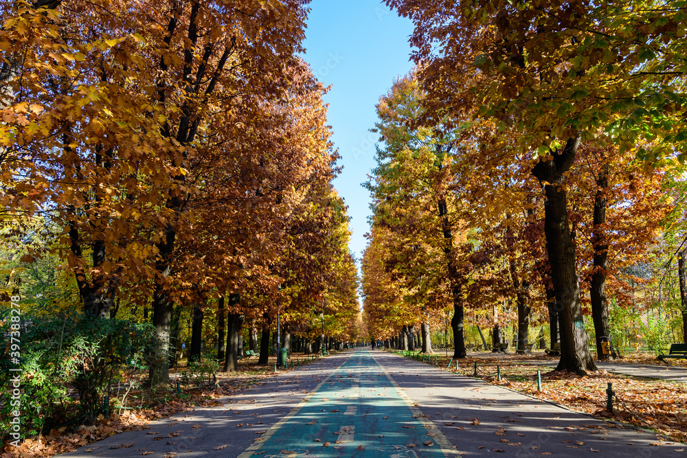 Obraz premium Landscape with large green trees and long walking alley in Herastrau Park in Bucharest, Romania, in a sunny autumn day.