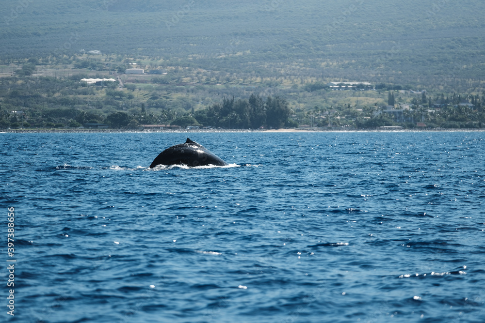 Fototapeta premium a large whale in the water