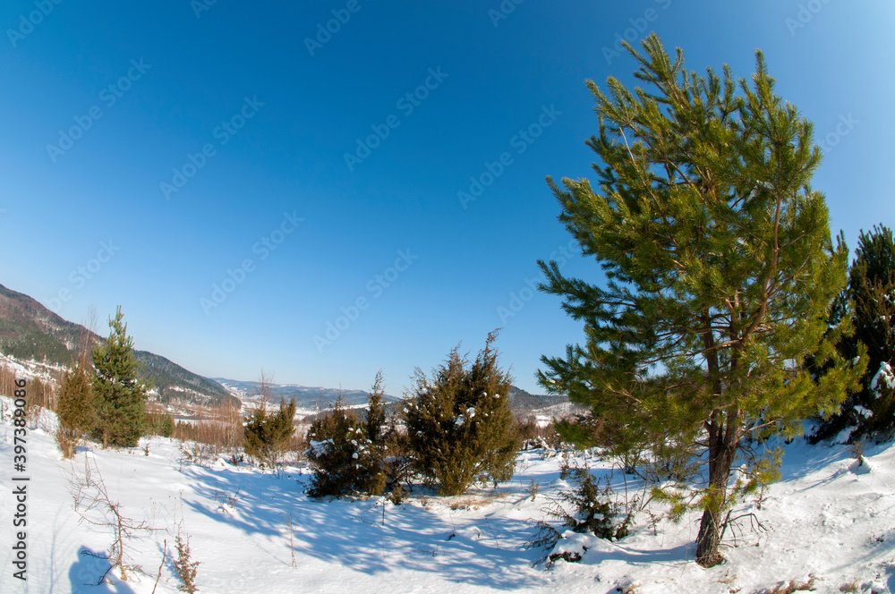 clearing in the winter mountains on a sunny day for outdoor activities and walks clearing in the winter mountains on a sunny day for outdoor activities and walks