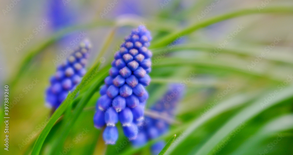 Muscari botryodes flowers in nature, soft focus, art lens Muscari botryodes flowers in nature, soft focus, art lens