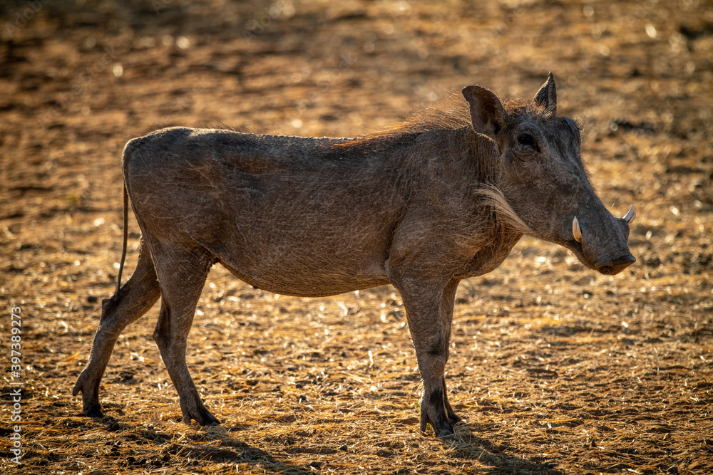 Fototapeta premium Backlit common warthog stands on sunlit scrub