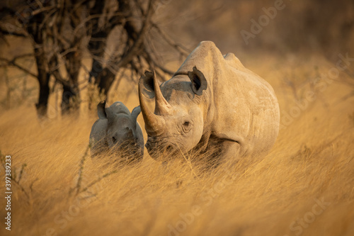 Baby black rhino in grass beside baby