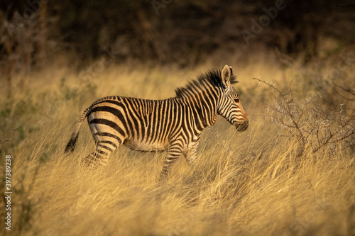 Baby Hartmann mountain zebra walks through grass