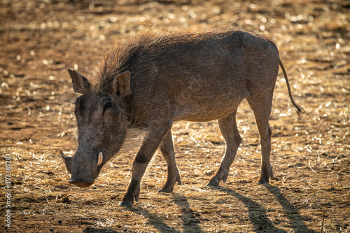 Backlit common warthog walks across sunlit scrub